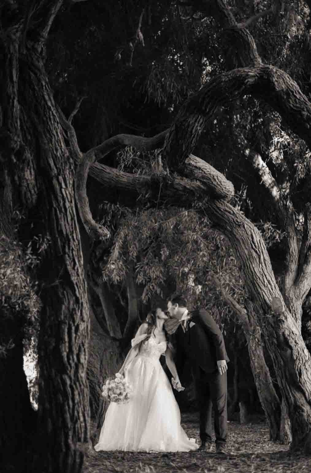 Bride and groom kissing under grove of tree limbs, Black and white image.
