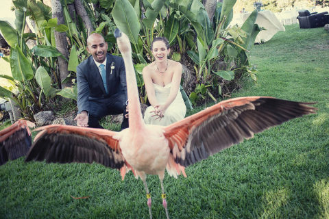 flamingo flapping away from bride and groom at Santa Barbara zoo wedding