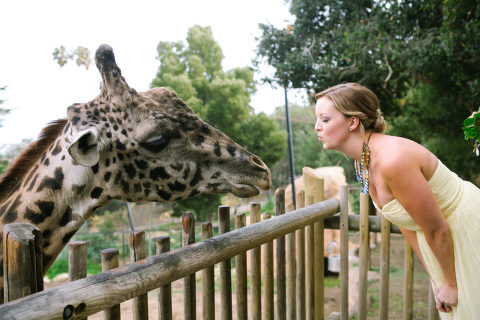 bridesmaid blowing kiss at giraffe at Santa Barbara zoo wedding