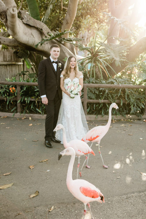 bride and laughing behind flamingoes at Santa Barbara zoo wedding