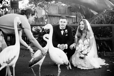 bride and groom admiring flamingoes at Santa Barbara zoo wedding