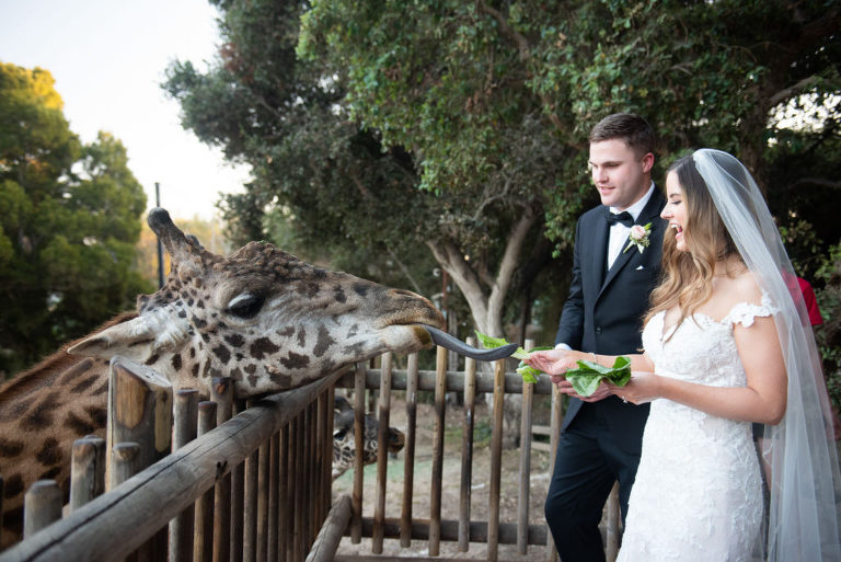 bride and groom feeding giraffe lettuce at Santa Barbara zoo wedding