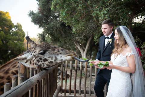 bride and groom feeding giraffe lettuce at Santa Barbara zoo wedding