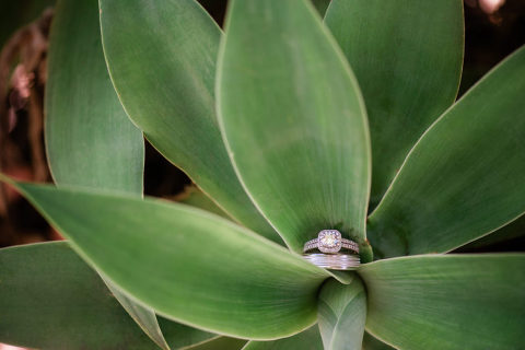 Wedding rings displayed on succulent plant